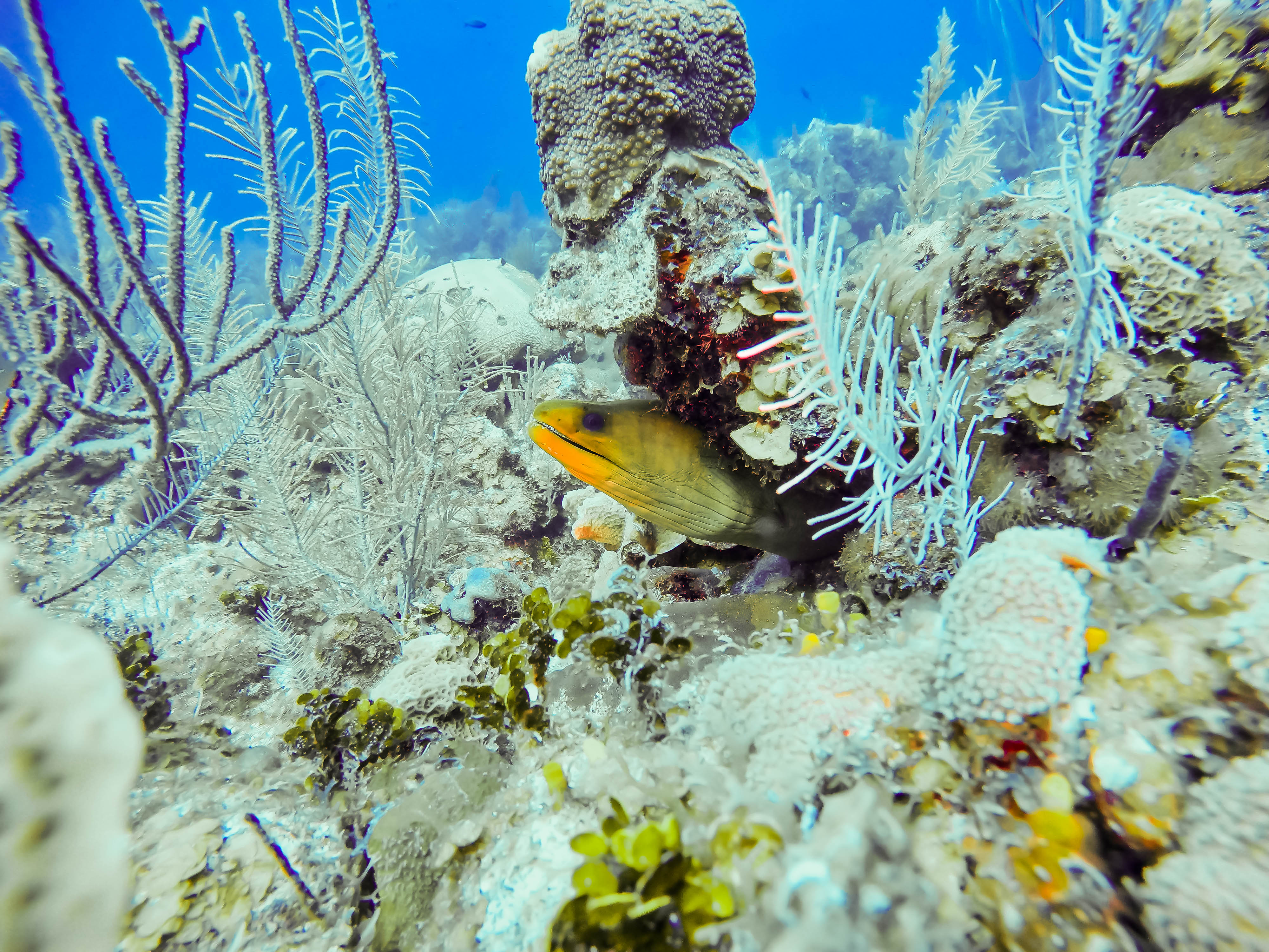 underwater photograph of eel in coral - restored