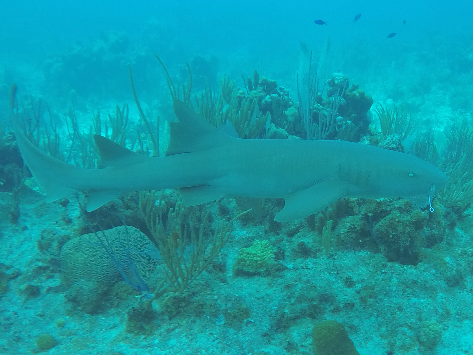 underwater photograph of shark with hook in it's mouth un-restored