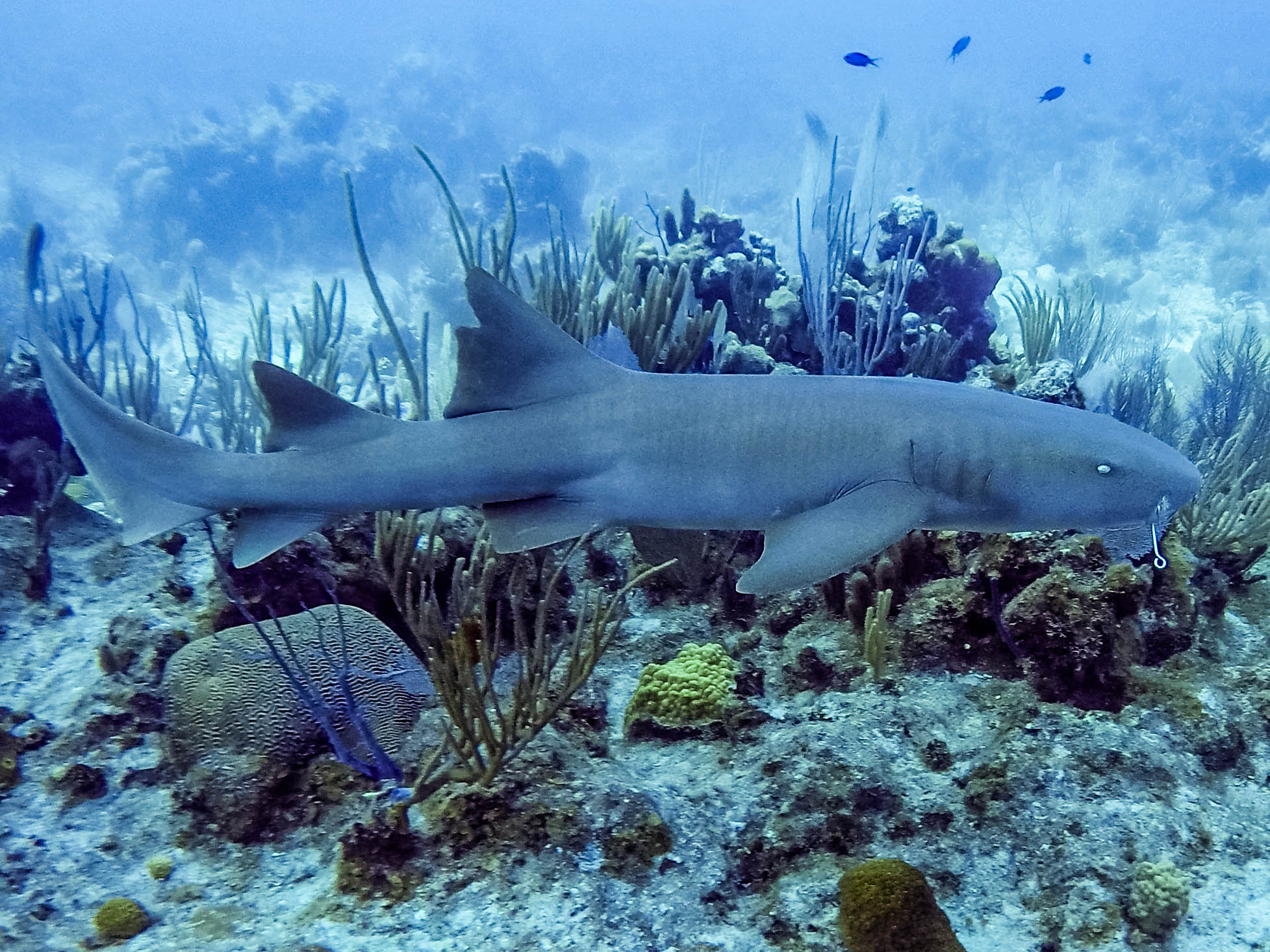 Restored underwater photograph of shark with hook in its mouth swimming in front of coral