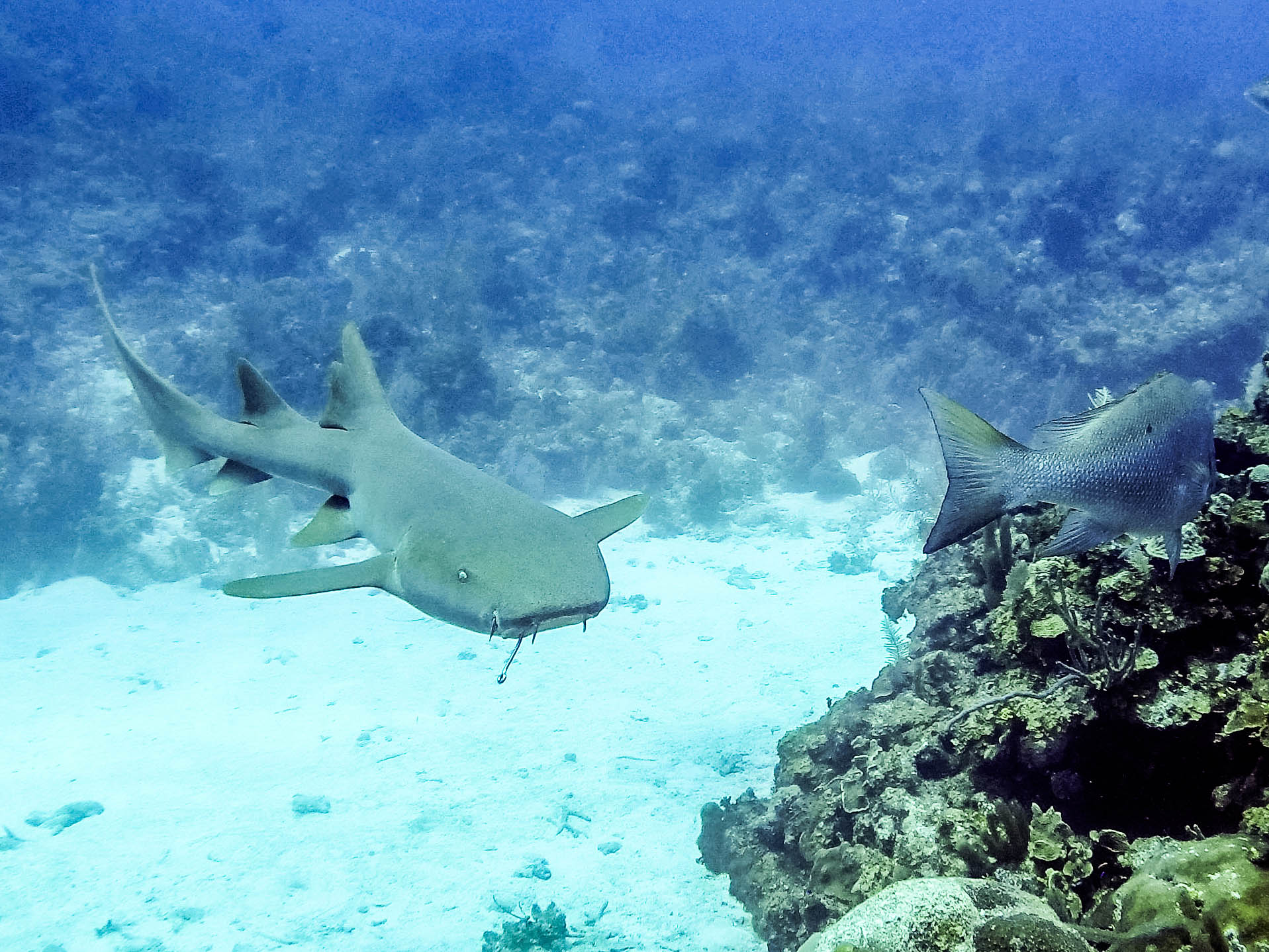 restored underwater photograph of shark with hook in its mouth